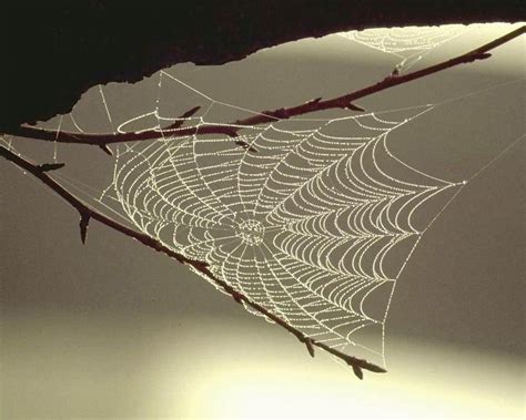 蜘蛛在结网时，是如何把第一根线从一边结到另一边上的呢？