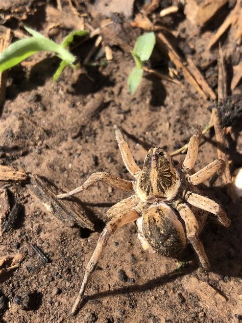 Spiders in Oklahoma - Species & Pictures