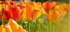 significato fiori tulipani significato dei tulipani significato fiori la magia di significato fiori tulipani significato dei tulipani significato fiori la magia di