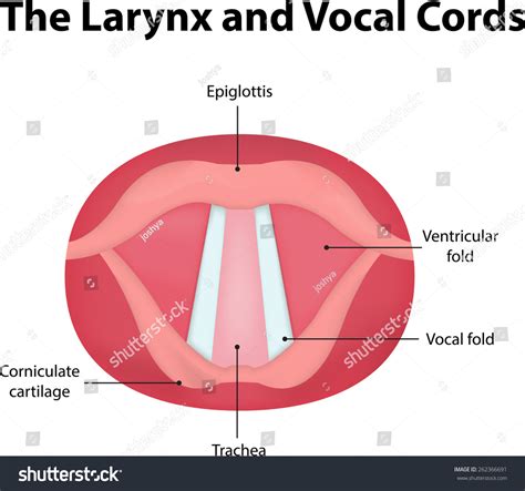 The Larynx And Vocal Cord Labeled Diagram Stock Photo 262366691 ...