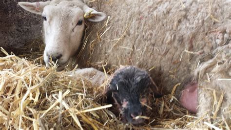 Treating Joint Ill In Lambs: Early Symptoms And Effective Remedies