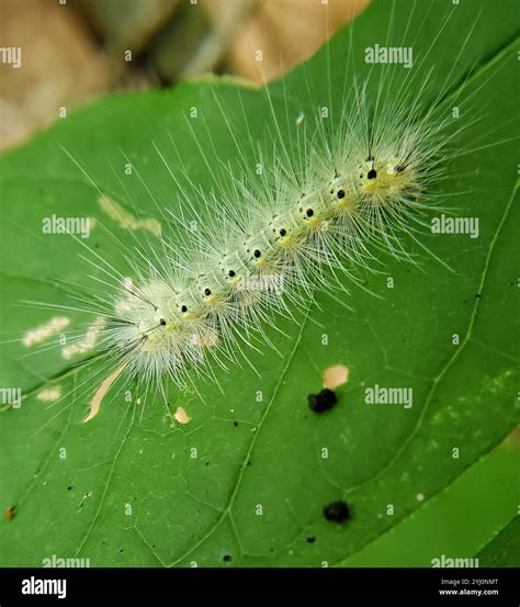 Fall Webworm Moth (Hyphantria cunea Stock Photo - Alamy