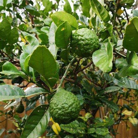 Kaffir Lime - Plant Gallery & Garden Diary - Nick's Blog