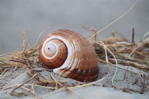 Image result for Natural Shell Structures