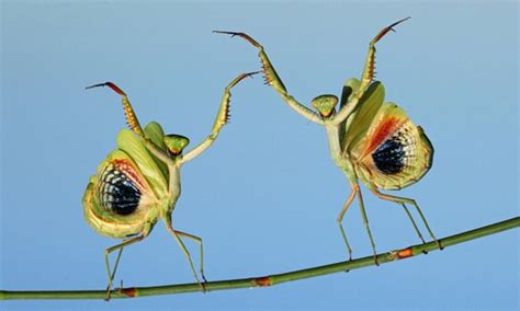 Praying Mantis Eating Mate