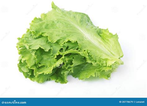 Salad Leaf Identification at Kevin Tejeda blog