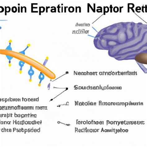 What Is a Neurotransmitter 的图像结果