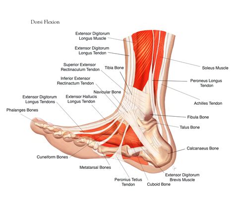 Dorsi-flexion of the foot Digital Medical Illustration www ...