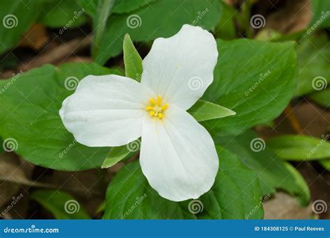 Trillium Grand Blanc Showtimes