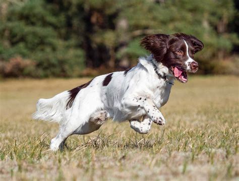 14 Spaniel Dog Breeds for Canine Lovers