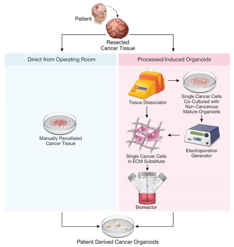 Patient-Derived Cancer Organoids for Precision Oncology Treatment