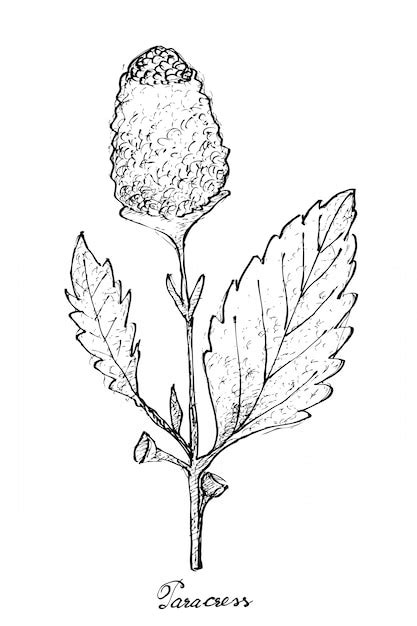 Hand drawn of paracress and pak choy | Premium Vector