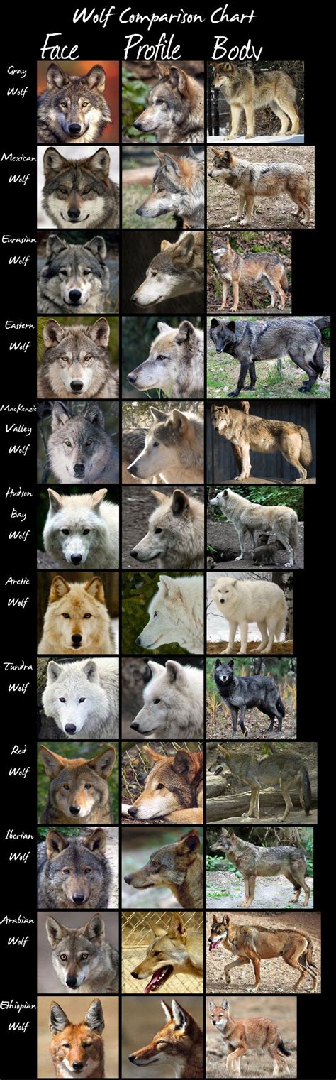 Image result for Breed of Wolves
