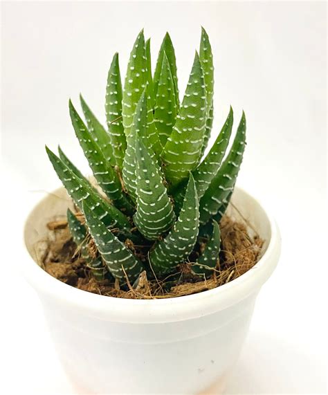 Haworthia coarctata 'Lemon Green' – Dream Green