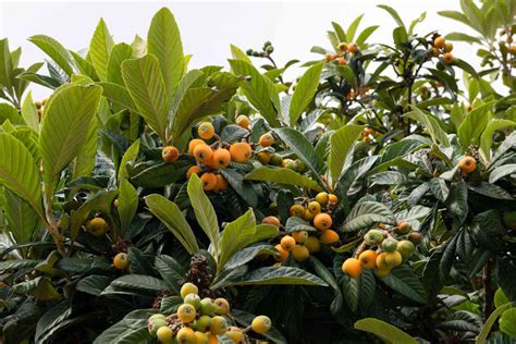 Loquat Fruit Plant | Best Price in 2024 at Plantparadise