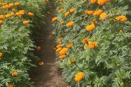 अंभई परिसरात बहरली झेंडू फुलांची शेती | Sakal