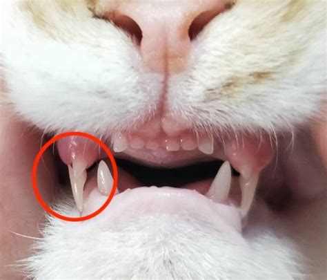 貓掉牙知多少 - 寵物用品