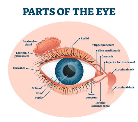 Parts Of The Eye And Their Functions