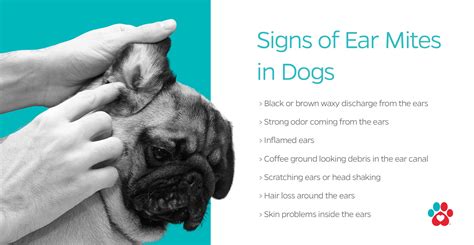 Ear Mites In Dogs
