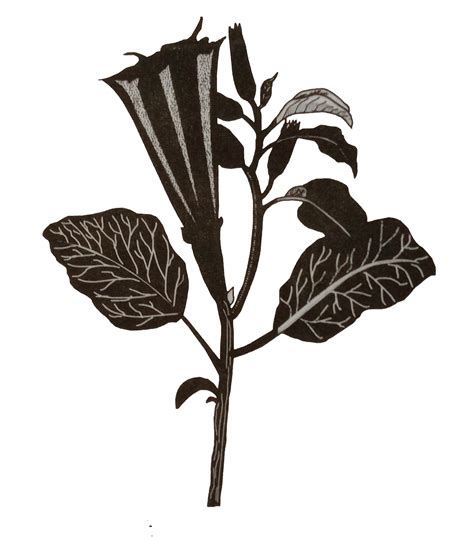 Which is particular type of drug that is obtained from the plant