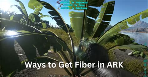 Image result for How to Get Fiber in Minecraft Java
