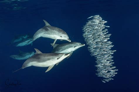 How Deep Can Dolphins Go While Hunting In The Ocean