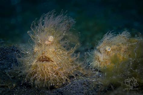 Image result for Stacking Methods in Photoshop