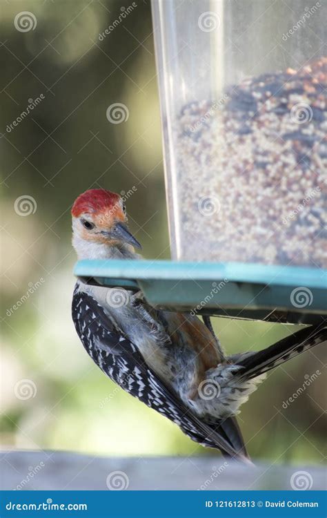 Red Bellied Woodpecker on Bird Feeder Stock Image - Image of feeder ...