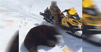 Image result for Couple killed in bear attack
