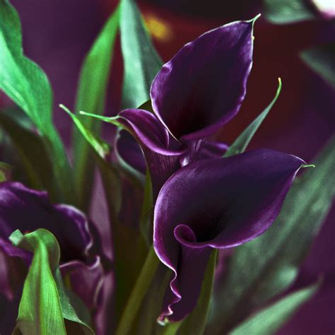 Shop Calla Lily Purple Bulbs | Set of 5 bulbs – AllThatGrows
