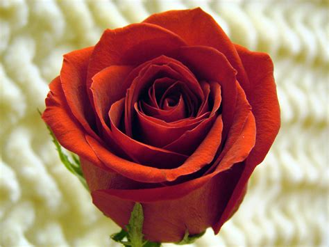 Red Rose Free Stock Photo - Public Domain Pictures