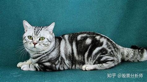 如何区分虎斑猫和狸花猫 - 知乎