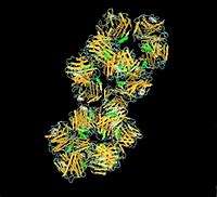 Image result for Fibronectin