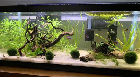 Stocking recommendations? Looking for a centerpiece fish for a 20 ...