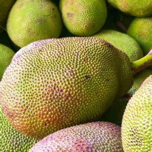 Earth Angels Jackfruit Plant Price in India - Buy Earth Angels ...