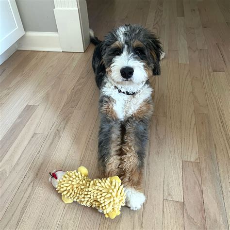 Bernedoodles- Which Size Is Best For You? - Bernedoodles Of The Open ...