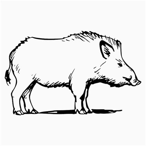 Wildschwein skizze Bilder - Kostenloser Download auf Freepik