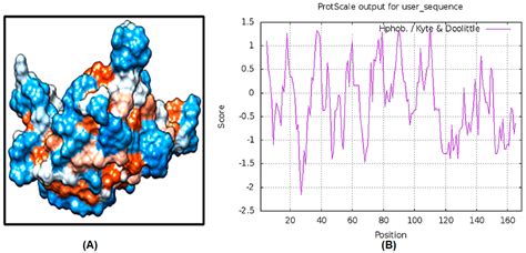 In-Silico Prediction and Modeling of the Quorum Sensing LuxS Protein ...