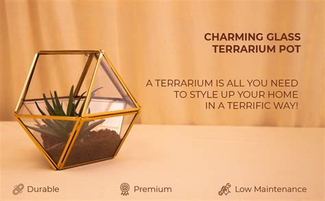 Kyari Charming Glass Terrarium Pot, Pentagonal Square Shape, Geometric ...