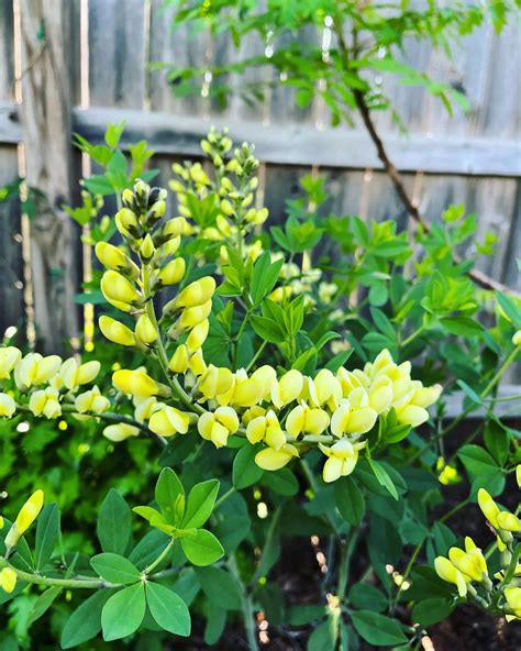 Plant FAQs: Baptisia Lemon Meringue