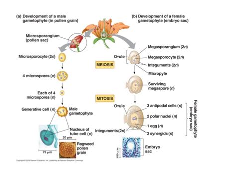 explain megasporogenesis with help of flow chart - Brainly.in