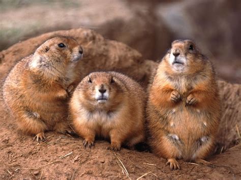 अपने ही बच्चों को मार डालते हैं ये 7 जानवर, फिर बना लेते हैं अपना भोजन ...