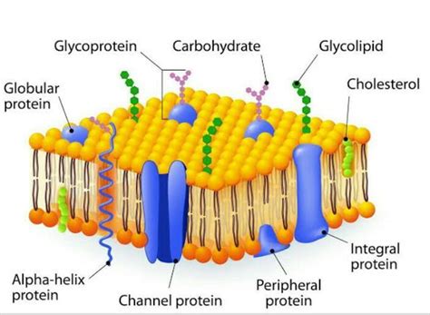 Experimental material used for the study of chemicalstructure of cell ...
