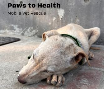 Paws to Health | CEPT - Portfolio