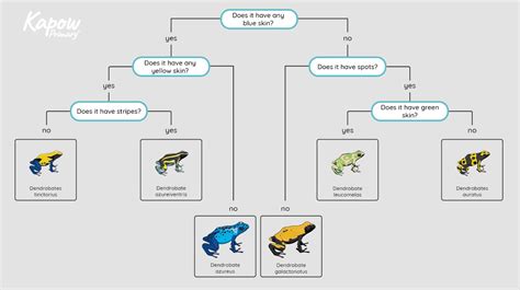 Image result for Pupil Classification Key