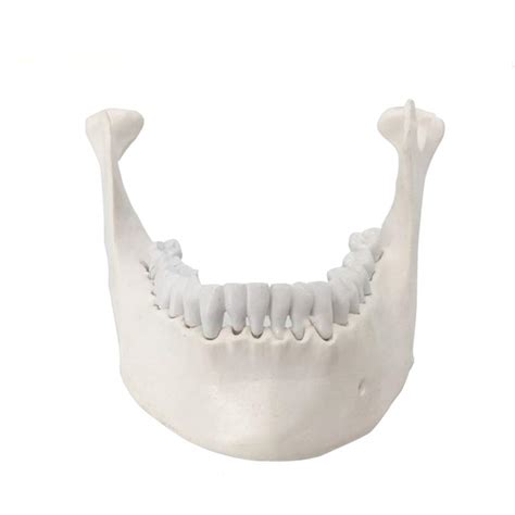 Fhuilidental Teeth Study Teaching Model Medical And Dental Mandible ...