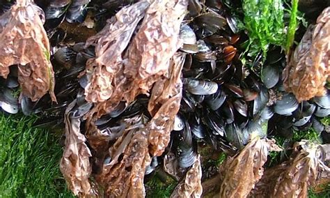 SHORE WALK, SEAWEED FOOD COOKING & BUFFET LUNCH, Wild Atlantic Way ...