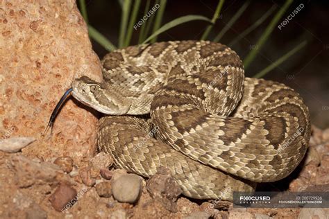 Mohave green rattlesnake on rocks in desert of Arizona, USA — natural ...
