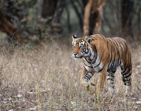 Tigers: Endangered Species Facts, Info & More | WWF.CA