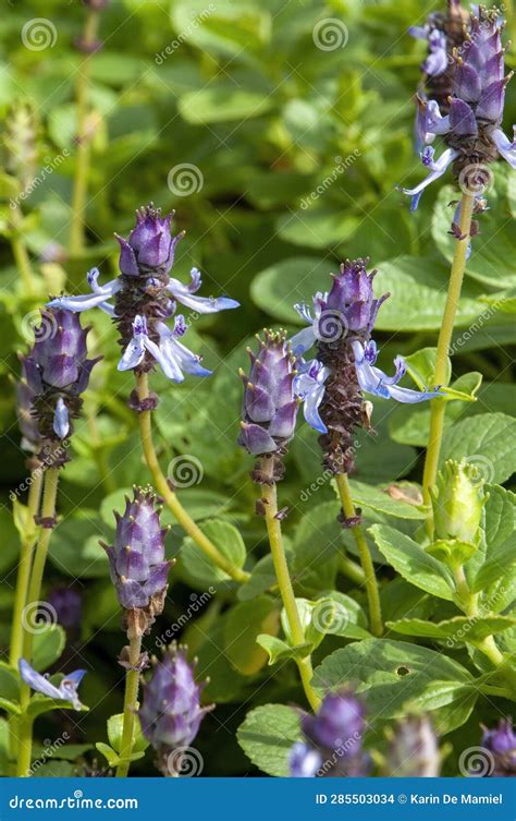 Purple Flower Stems of Coleus Caninus or Scaredy Cat Plant. Stock Photo ...